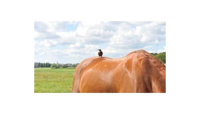 Poza pentru Biz Apartment Gardet 727-1472883742 Biz Apartment Gardet poza 8